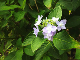 紫陽花「城ヶ崎」